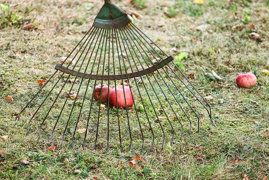 computing, fruit compute, apple, windfall, harvest, apfelernte HD wallpaper