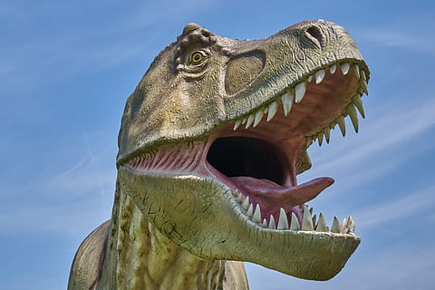t rex, dinosaur, model, reptile, extinct, predator, prehistoric HD wallpaper