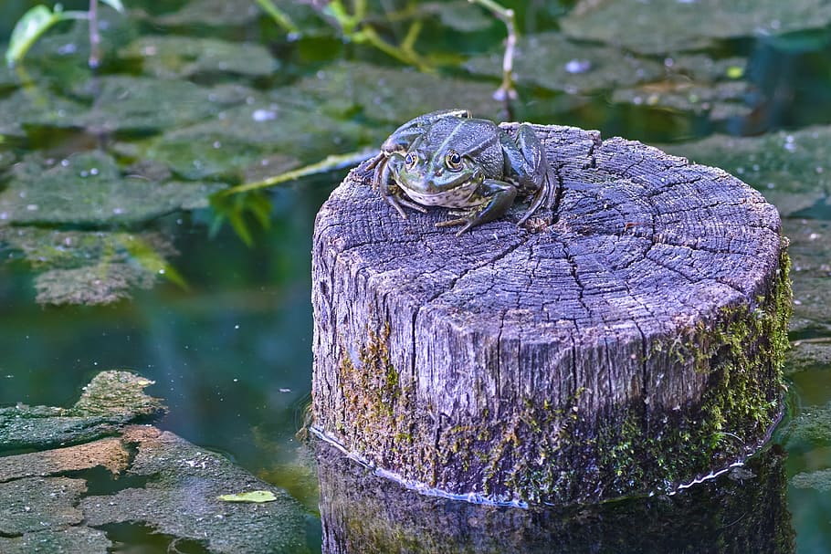 frog, tribe, pond, sit, pose, cute, rest, amphibians, water HD wallpaper