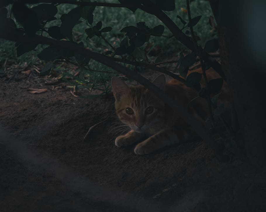 cat, animal, dark, shadows, hide, eyes, mammal, one animal HD wallpaper