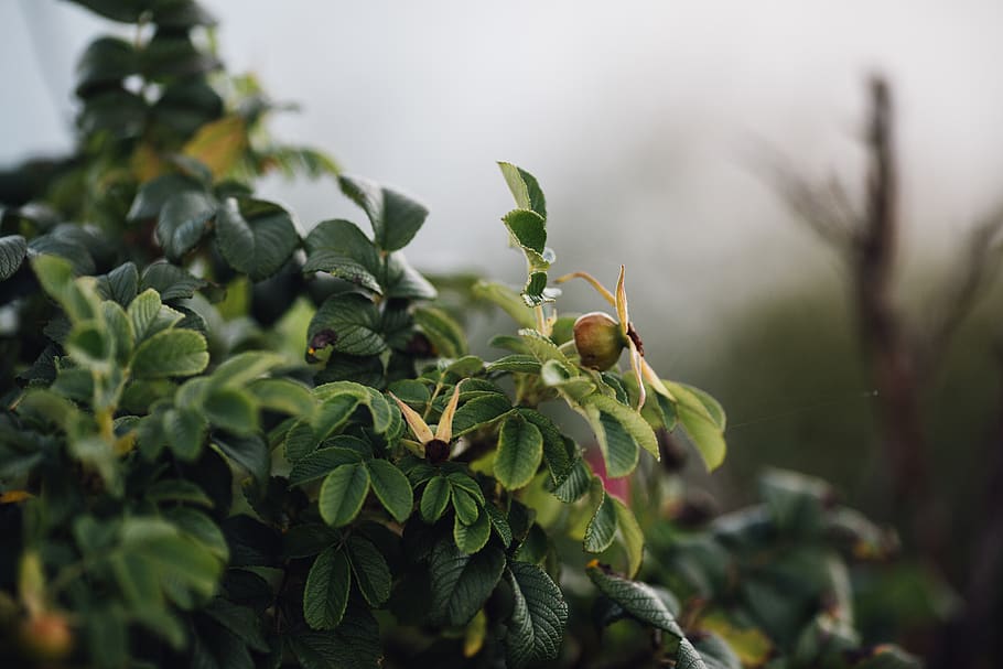 green-leafed plant, ivy, flora, united states, owls head, bush HD wallpaper