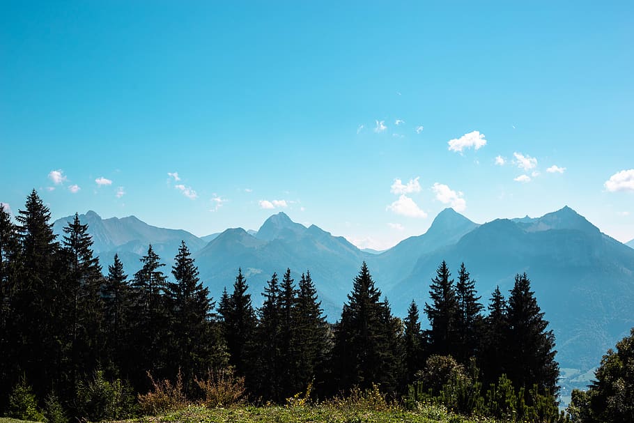 nature, tree, plant, mountain, outdoors, mountain range, fir HD wallpaper