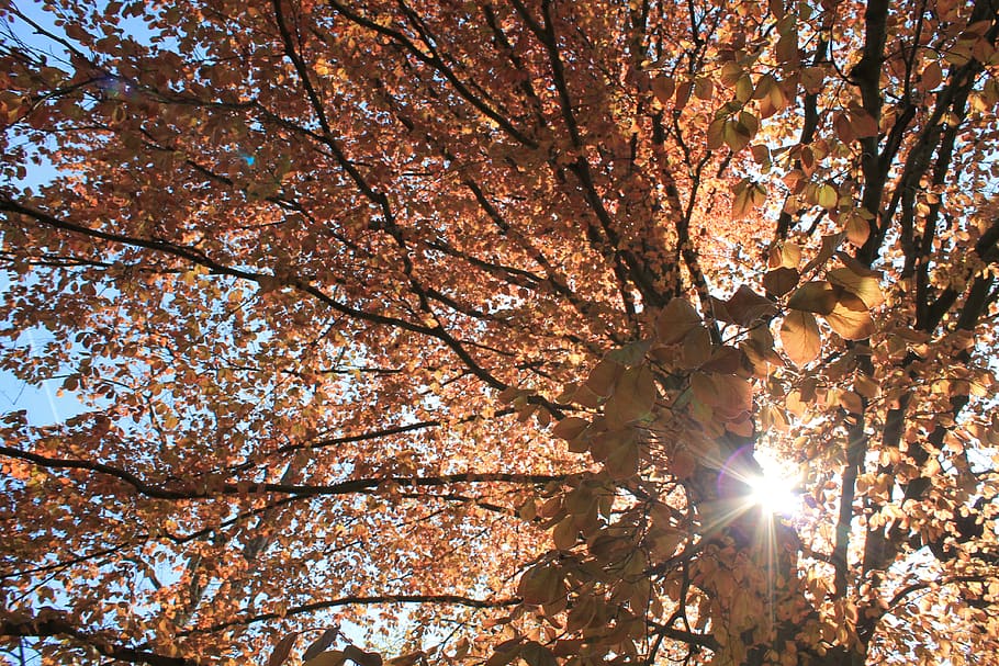 autumn, tree, leaves, sun, tribe, plant, beauty in nature, low angle view HD wallpaper