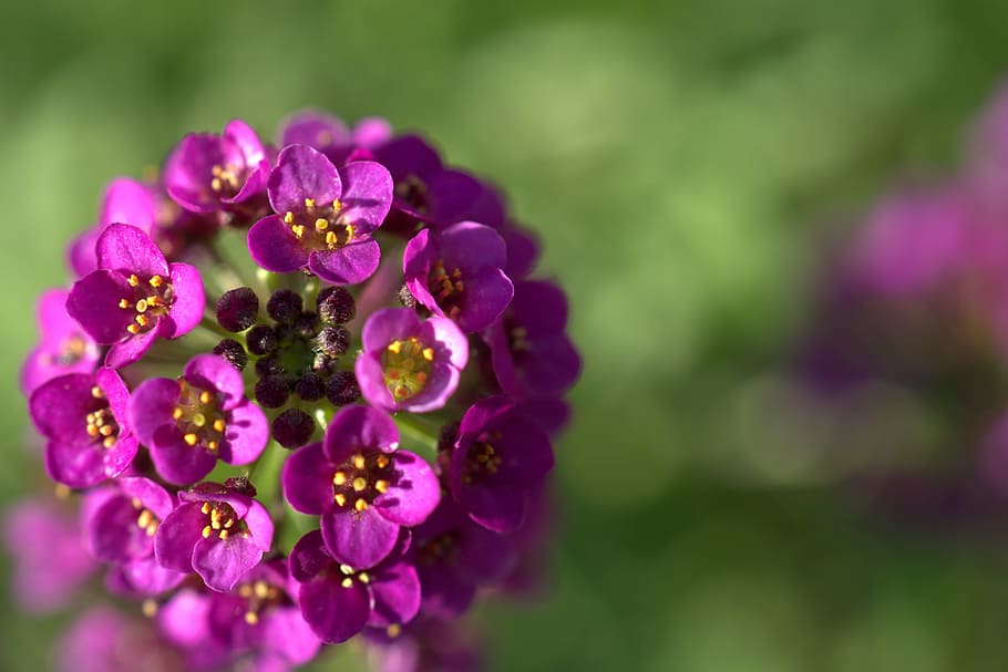 flower, blossom, bloom, beauty, romantic, romance, garden, love HD wallpaper