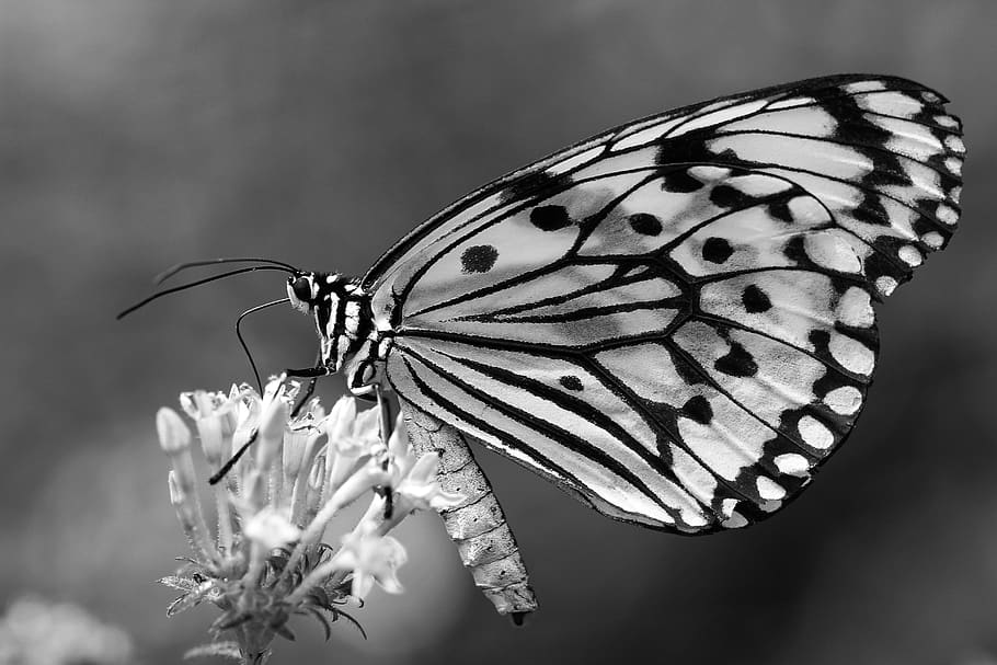 Black and white photo of a butterfly on a flower., taiwan, kaohsiung, HD wallpaper