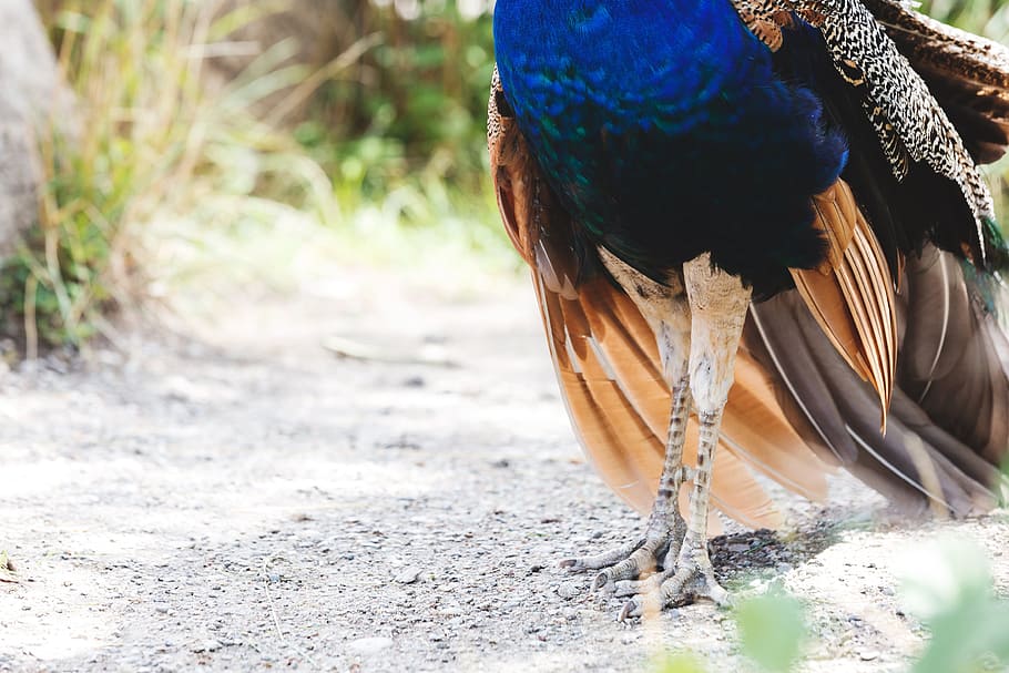 Male Peacock Feet And Feathers Photo, Animals, Zoo, one animal HD wallpaper