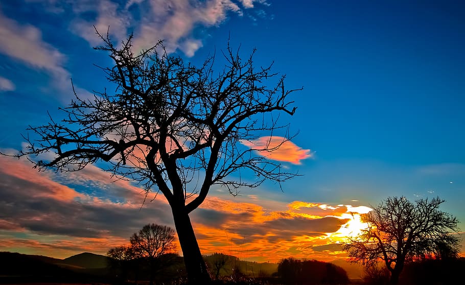 Silhouette of Bare Tree during Sunset, clouds, landscape, nature HD wallpaper