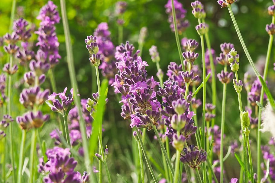 flower, lavender, nature, violet, purple, flowers, summer, fragrance HD wallpaper