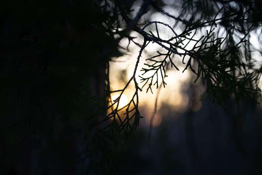 tree, plant, leaf, flare, light, conifer, nature, sunshine HD wallpaper