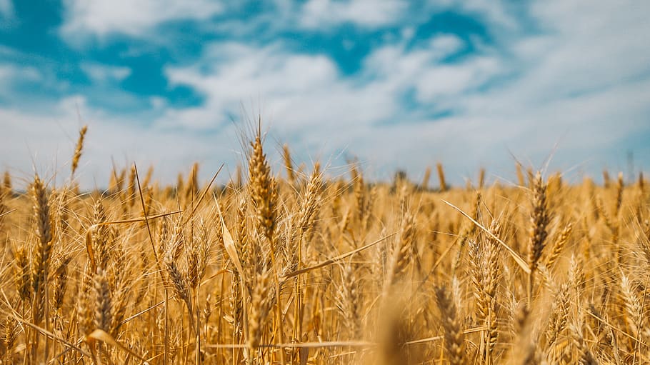 wheat field, food, grain, plant, produce, vegetable, flora, ukraine HD wallpaper