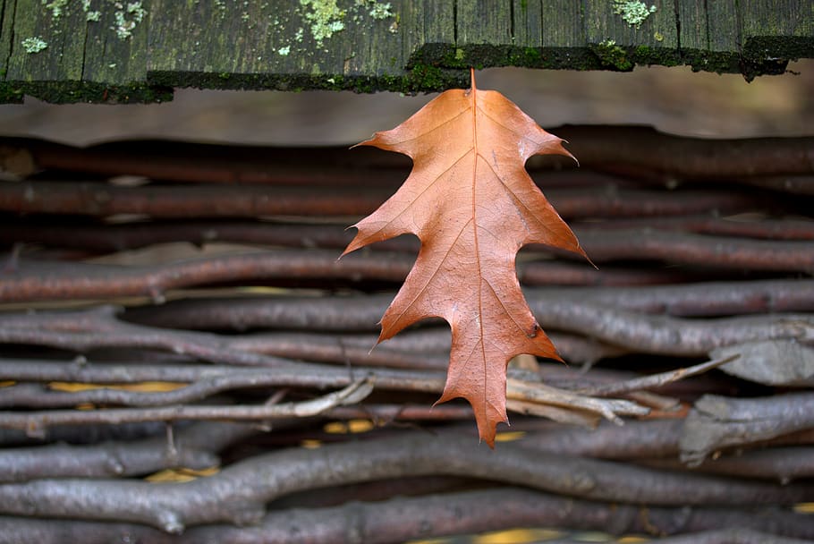 leaf, coloring, autumn, dry, oak, close-up, plant part, focus on foreground HD wallpaper
