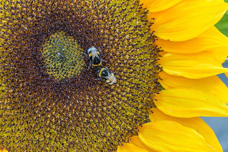 sunflower, hummel, blossom, bloom, nature, insect, yellow, summer HD wallpaper