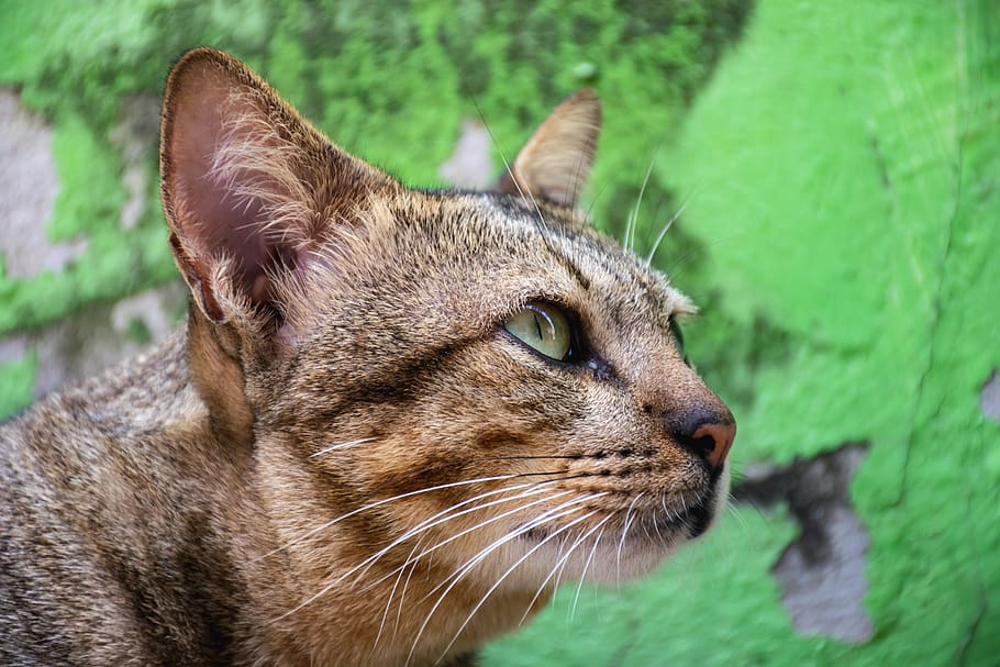 cat, pets, cute, small, green, brown, animals, animal themes HD wallpaper