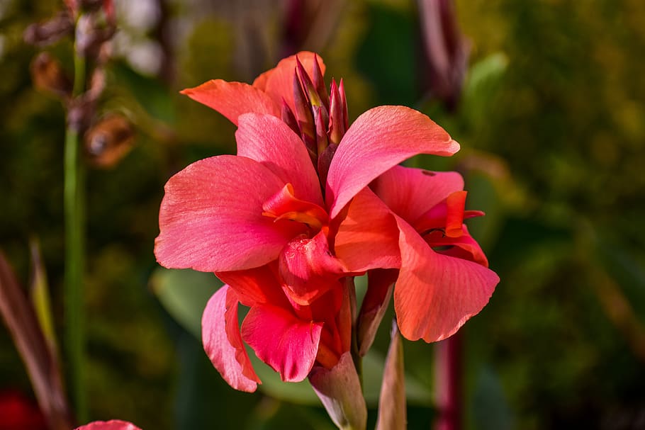 flower, bella, nature, spring, petal, flowering plant, vulnerability HD wallpaper