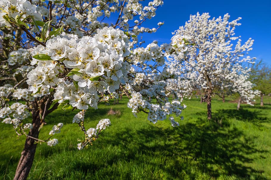 spring, flowers, white, petals, bloom, fruit tree, orchard HD wallpaper