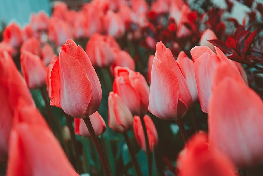 tulips, flower, spring, nature, flora, blooming, pink, violet HD wallpaper
