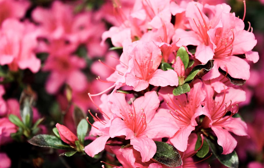 Shallow Focus Photography of Pink Petaled Flowers, azalea, beautiful HD wallpaper