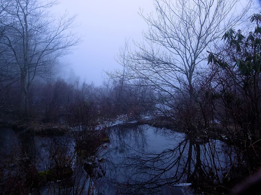 fog, foggy, wetland, swamp, promised land state park, pennsylvania, HD wallpaper