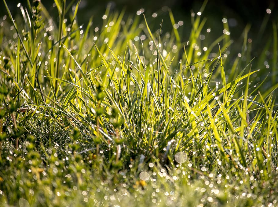 meadow, grass, dewdrop, drip, bokeh, morning, fresh, green color HD wallpaper
