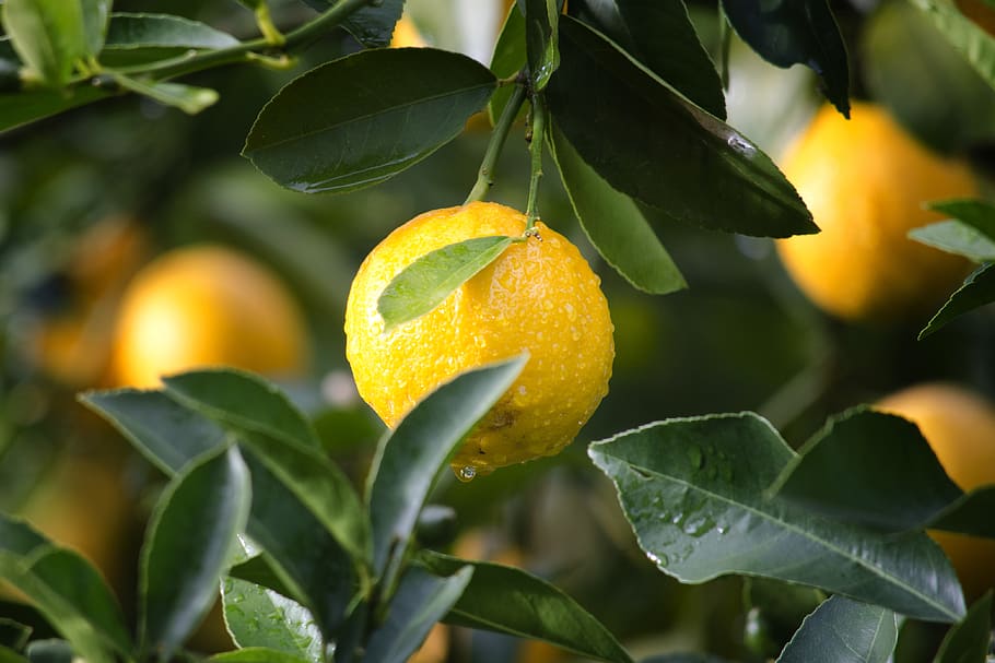 Shallow Focus Photography of Yellow Lime With Green Leaves, citrus, HD wallpaper