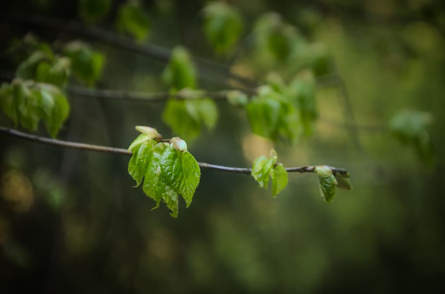 nature, foliage, spring, the environment, quiet, green, growth, HD wallpaper