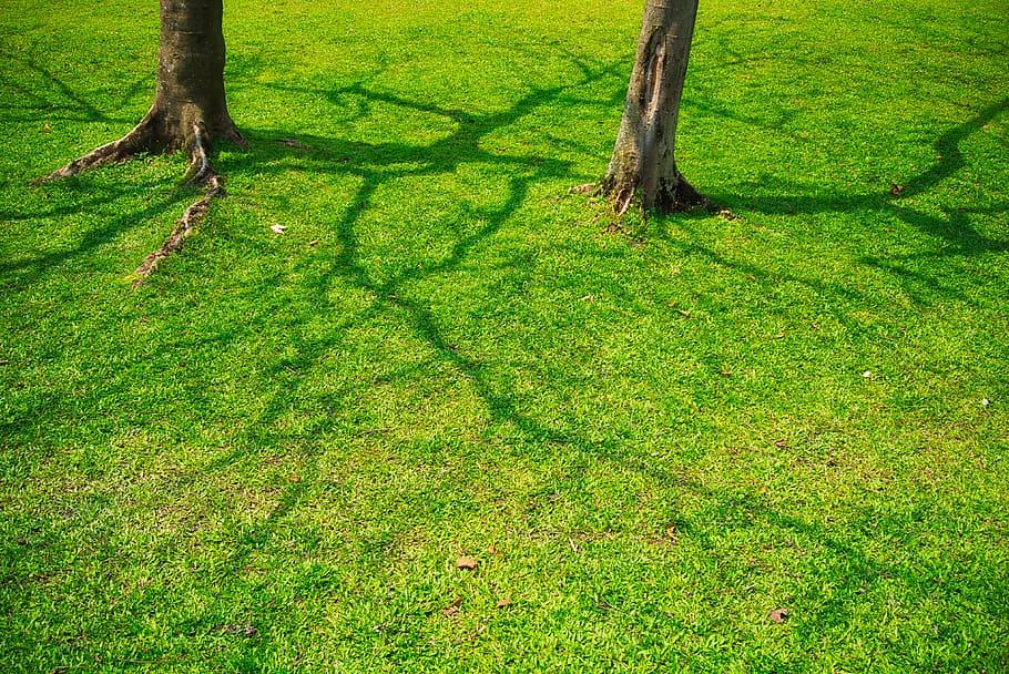 trees, grasses, shadow, plant, green color, tree trunk, growth HD wallpaper