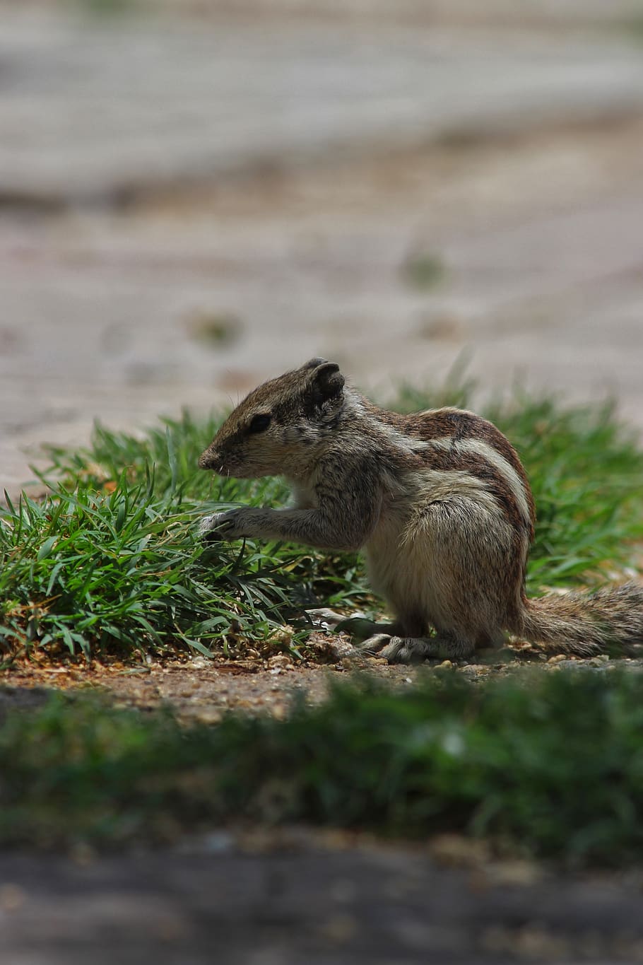 india, ajmer, wallpaper, squirrel, wildlife, trees, hd wallpaper HD wallpaper