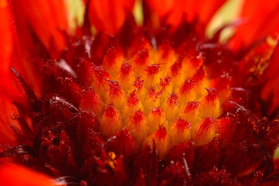anther, stamen, bloom, flower, plant, flora, orange, red, petals HD wallpaper