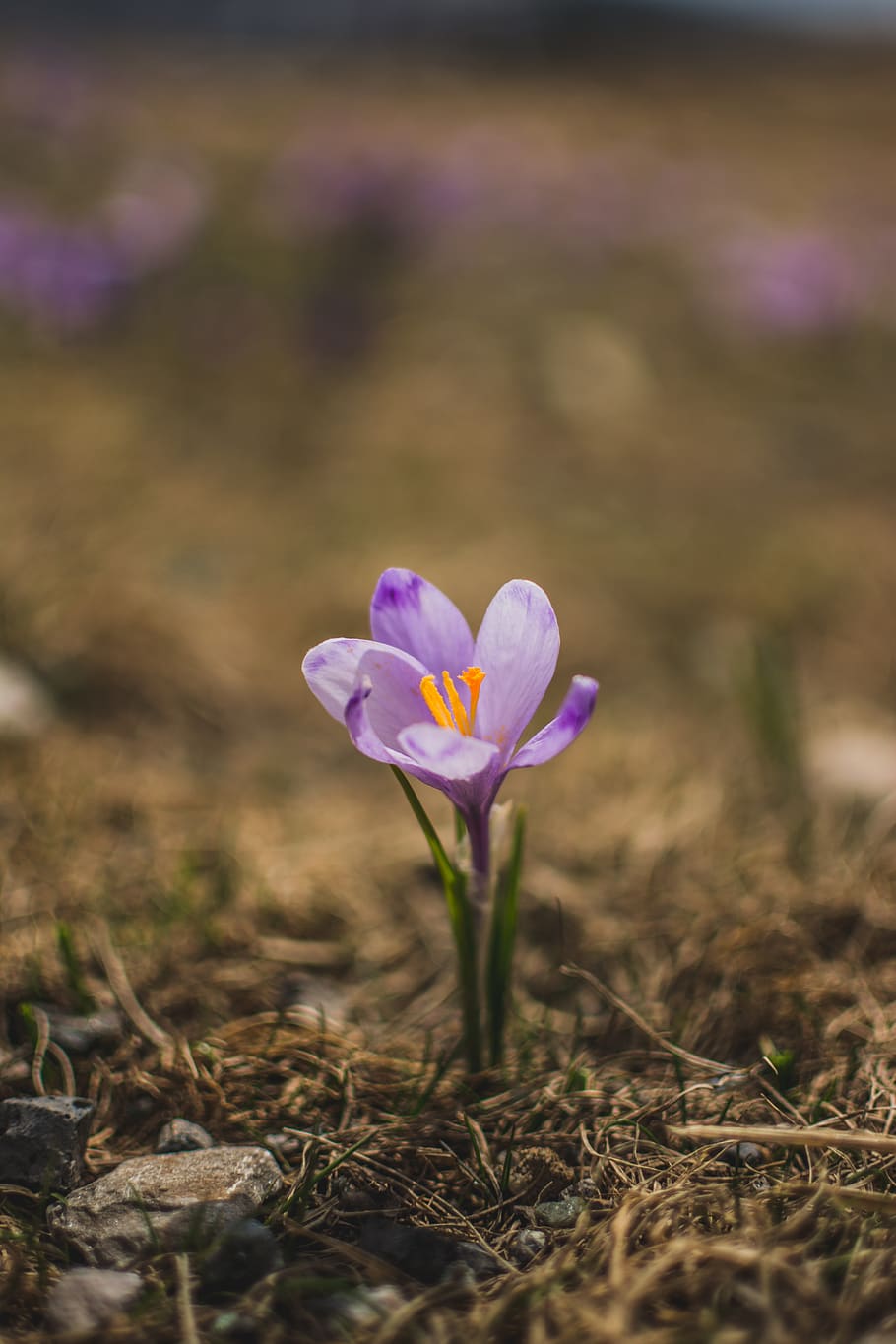 plant, flower, crocus, blossom, madaras-hargita, petal, field HD wallpaper