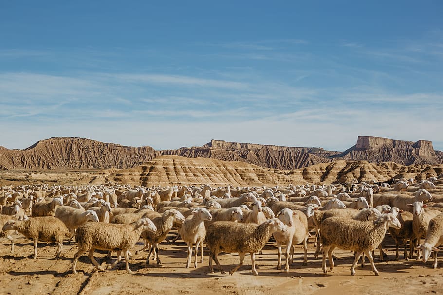 flock of sheep, mammal, animal, herd, panoramic, scenery, nature, HD wallpaper