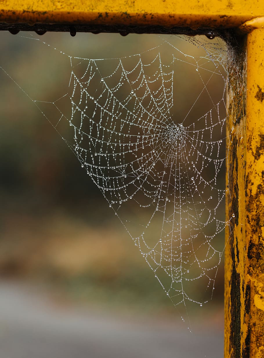 web on yellow frame, spider web, fragility, focus on foreground HD wallpaper