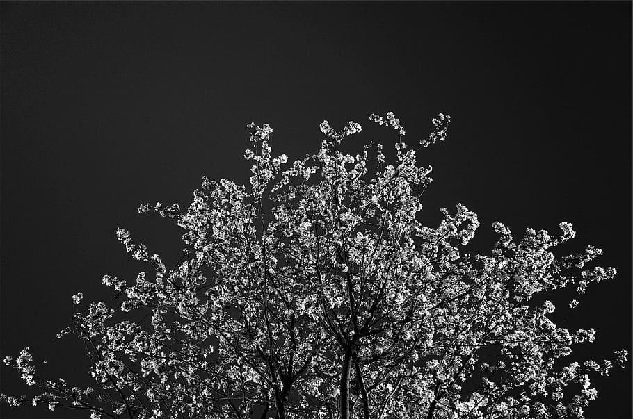 tree, blossoms, black and white, plant, growth, nature, night HD wallpaper