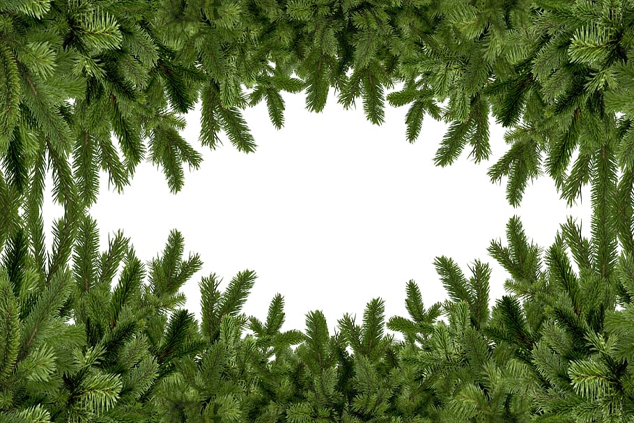 holly, mockup, fir tree, frame, branches, plant, growth, green color HD wallpaper