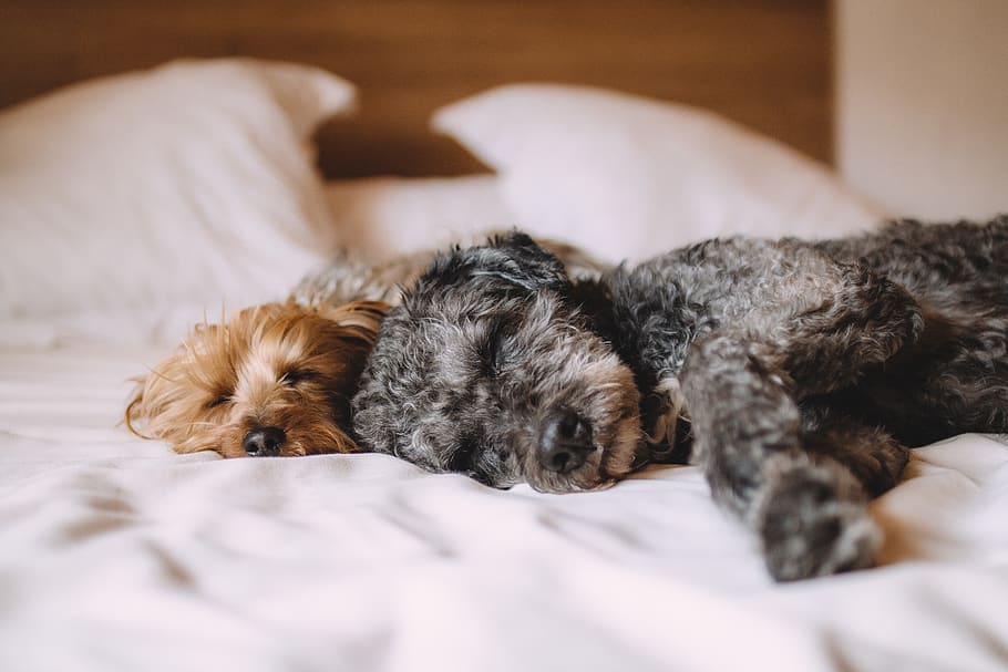 Two Short-coated Gray and Brown Puppies Lying on White Textile HD wallpaper