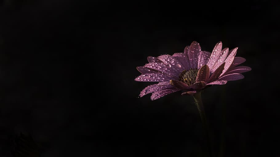 petal, flower, spring, nature, flowering plant, freshness, vulnerability HD wallpaper