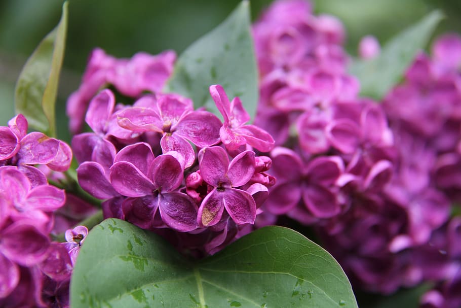 lilac, rain, spring, flower, nature, garden, pink, freshness HD wallpaper