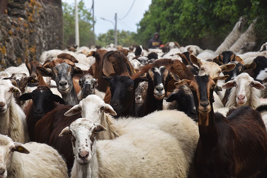 italy, mount etna, goat, goats, sicily, animals, cattle, mammal, HD wallpaper