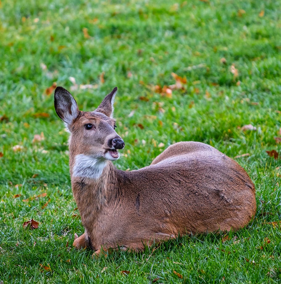 brown deer lying on ground, mammal, wildlife, animal, grass, plant HD wallpaper