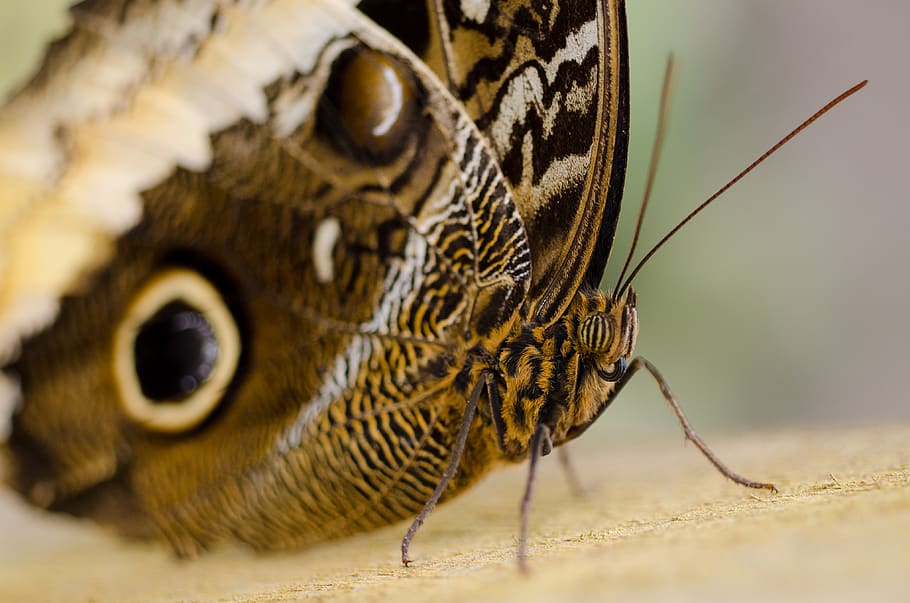 Close-up Photography of Brown Butterfly on Brown Surface, closeup HD wallpaper