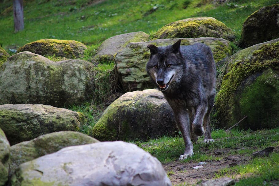 animal, mammal, wolf, nindorf, germany, wildpark lüneburger heide