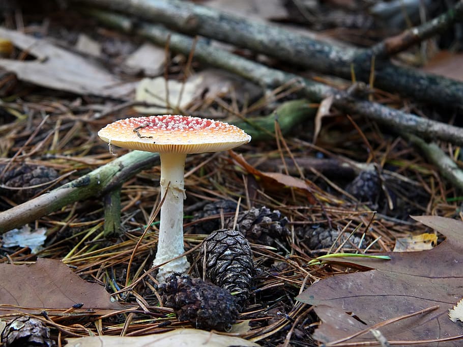 mushroom, forrest, fungus, vegetable, food, growth, plant, land HD wallpaper