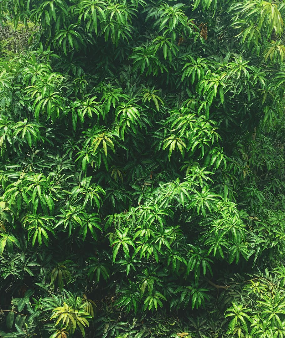 india, virar, nandakhal, green, plant, leaves, tree, rainy, HD wallpaper