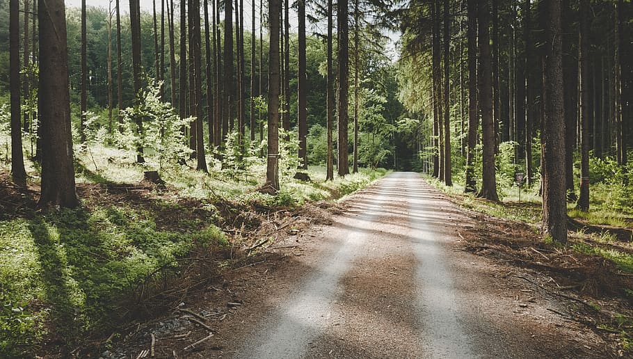 pathway between tall trees, road, forest, dirt road, gravel, outdoors HD wallpaper