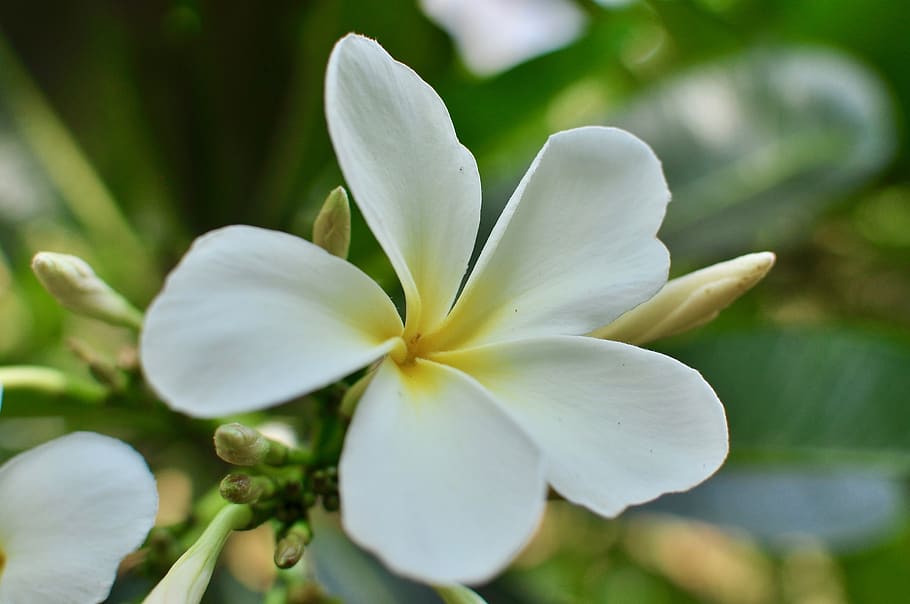 flower, white, blooming, flora, flowering plant, beauty in nature HD wallpaper