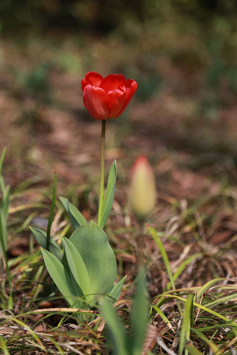 tulip, flowers, bud, plants, nature, spring, flowering, growth HD wallpaper
