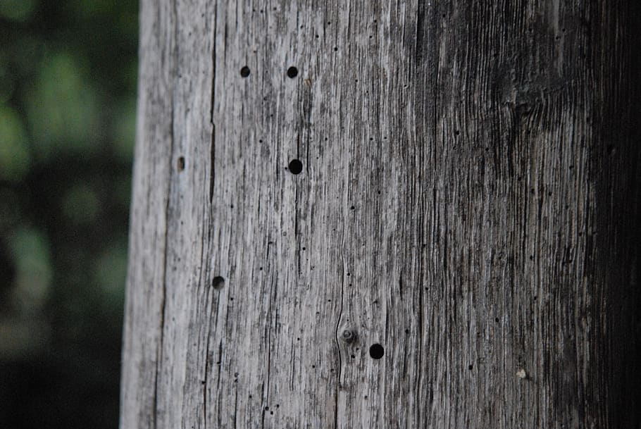 tree, pattern, nature, forest, wood - material, textured, close-up HD wallpaper