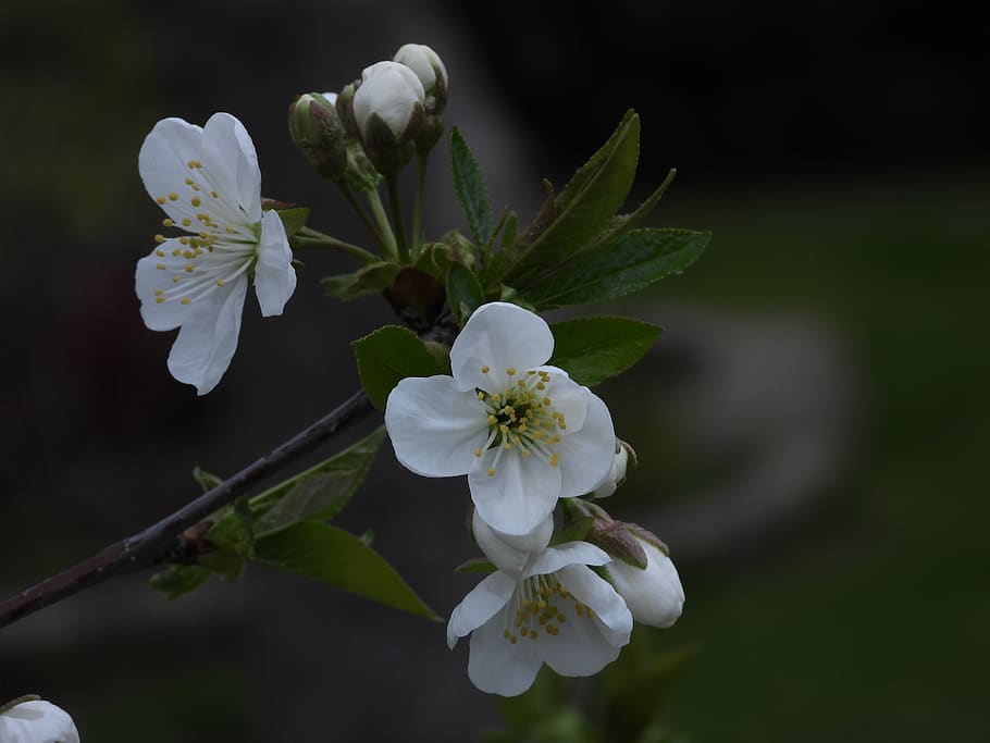 cherry, flowering, spring, white flower, tree, flowers, figure HD wallpaper