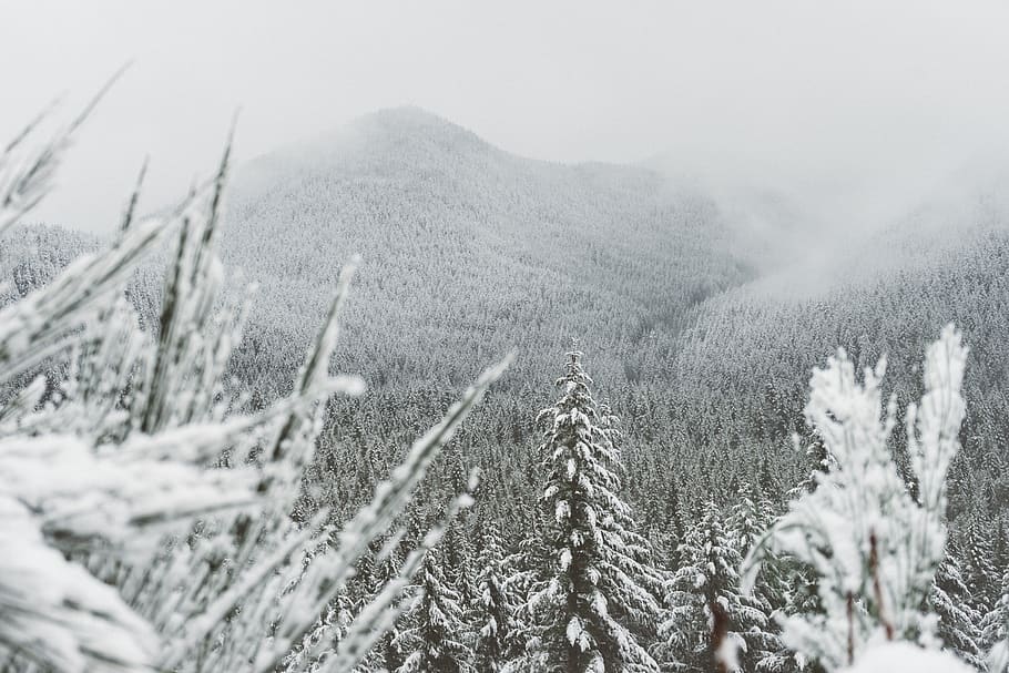 mountain, trees, black and white, plants, snow, cold temperature HD wallpaper
