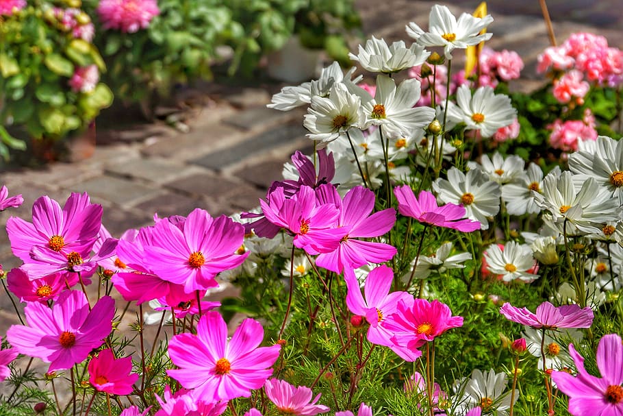 pink, white, daisy, flower, nature, flora, garden, summer, petal HD wallpaper
