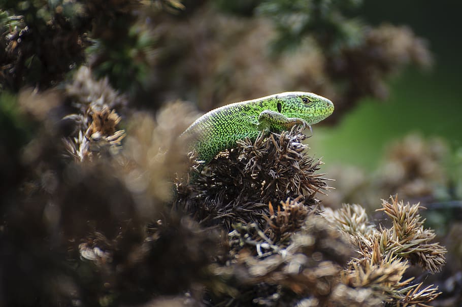 the lizard, animal, gad, spring, nature, animal themes, one animal HD wallpaper